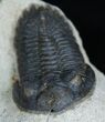 Inch Hollardops Trilobite #2262-3